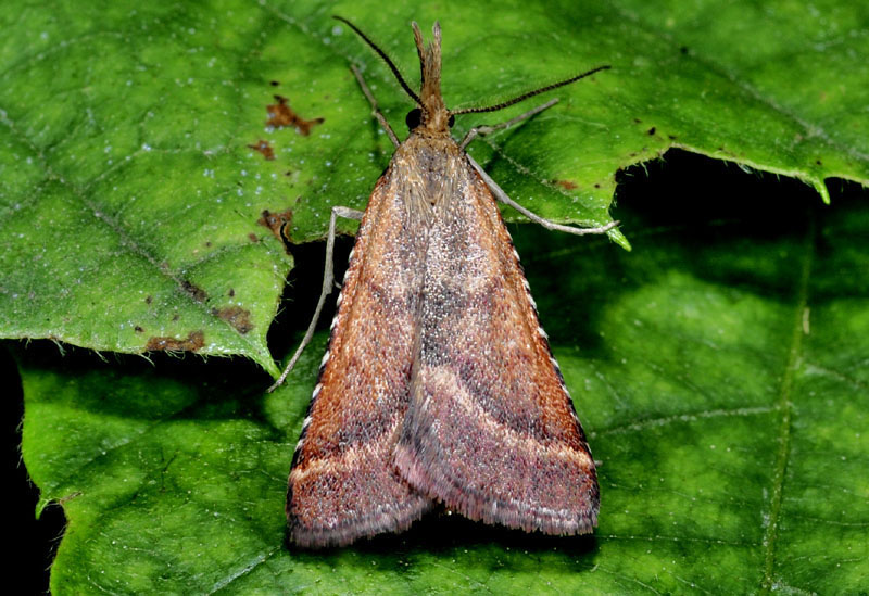 6 Pyralidae - Synaphe punctalis